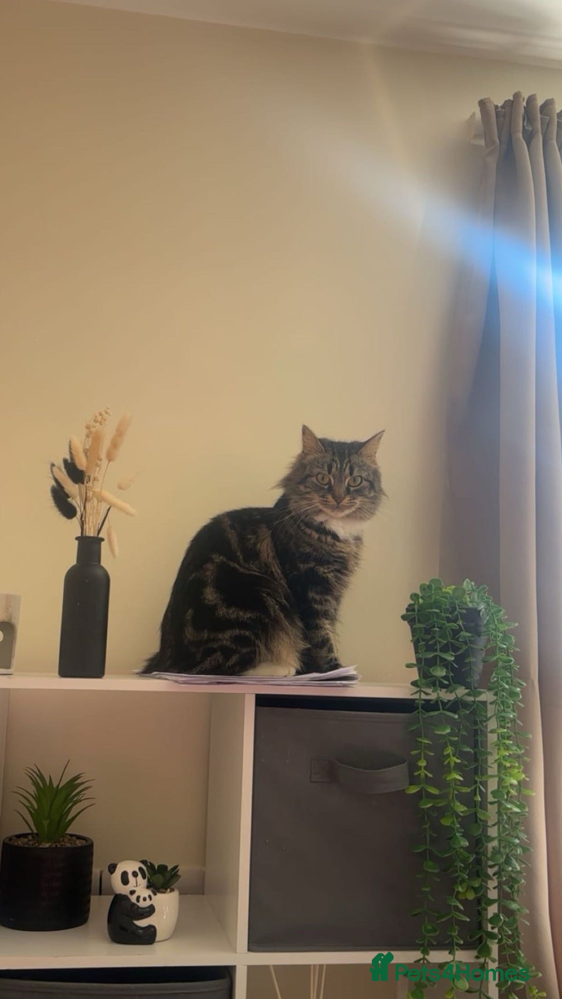 Maine Coon cats Mainecoon mixed kittens - Advert 4