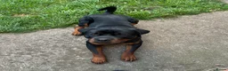 Rottweiler dogs for sale: Rottweiler  - Advert 2
