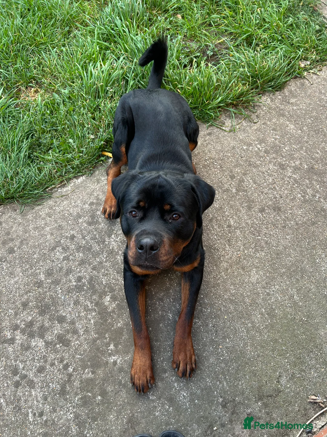 Rottweiler dogs for sale: Rottweiler  - Advert 2