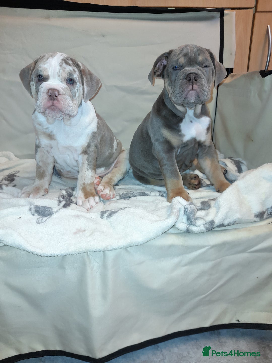 Mixed Breed dogs for sale: F1 olde English bulldog - Advert 39