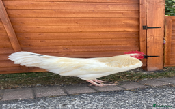 Chickens poultry for sale: 2 x beautiful Cockerels - Image 4
