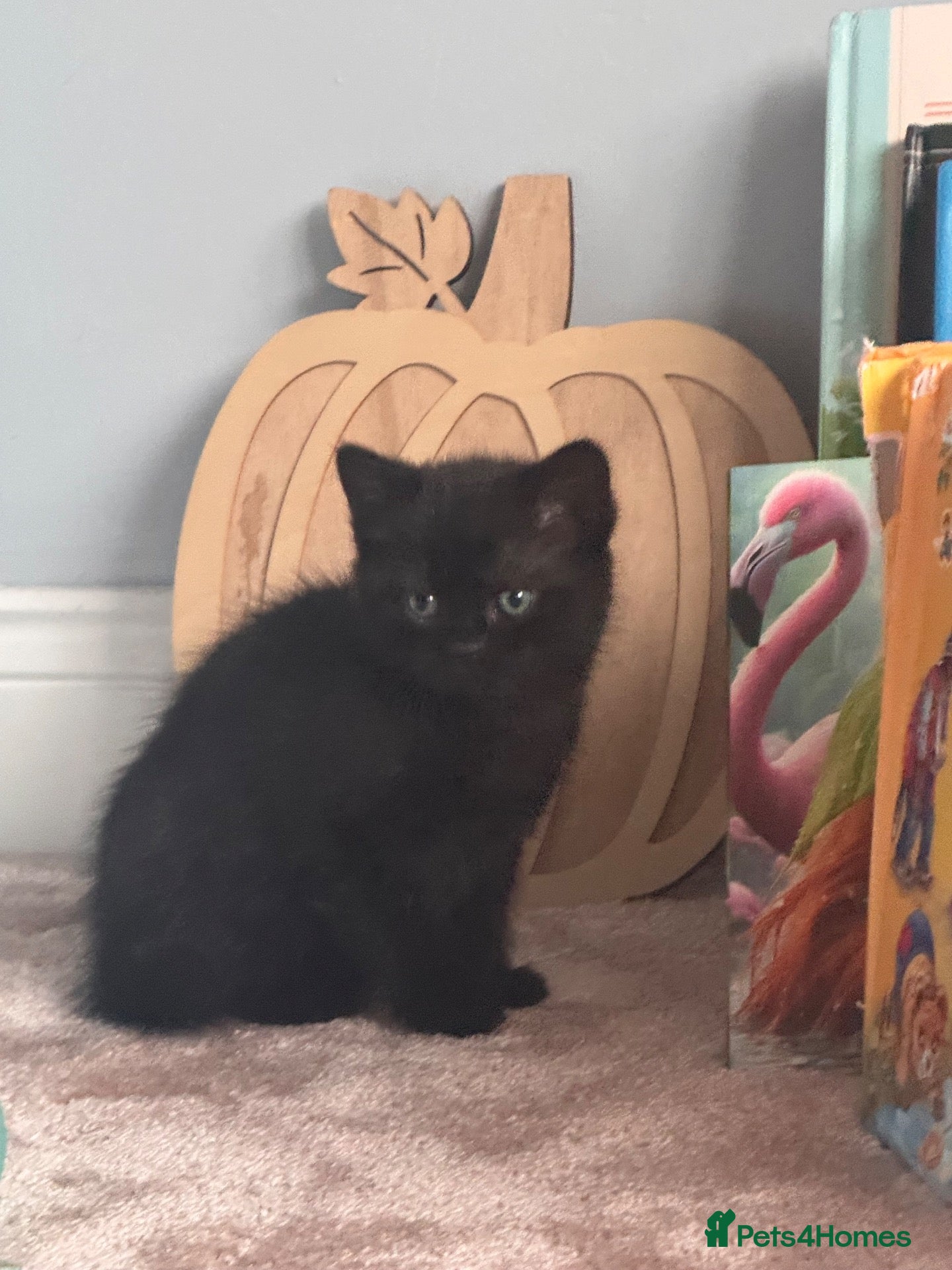 British Shorthair cats Black british shorthair kitten - Advert 1