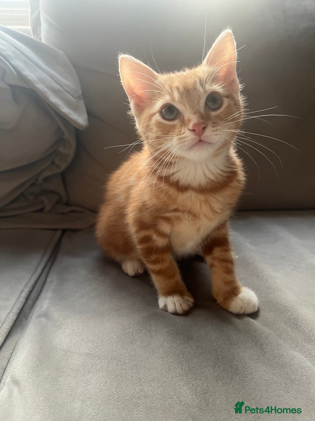 Ragdoll cats for sale: 2 half ragdoll kittens  - Advert 10