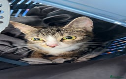 Domestic Shorthair cats for sale: Domestic shorthaird  - Image 7
