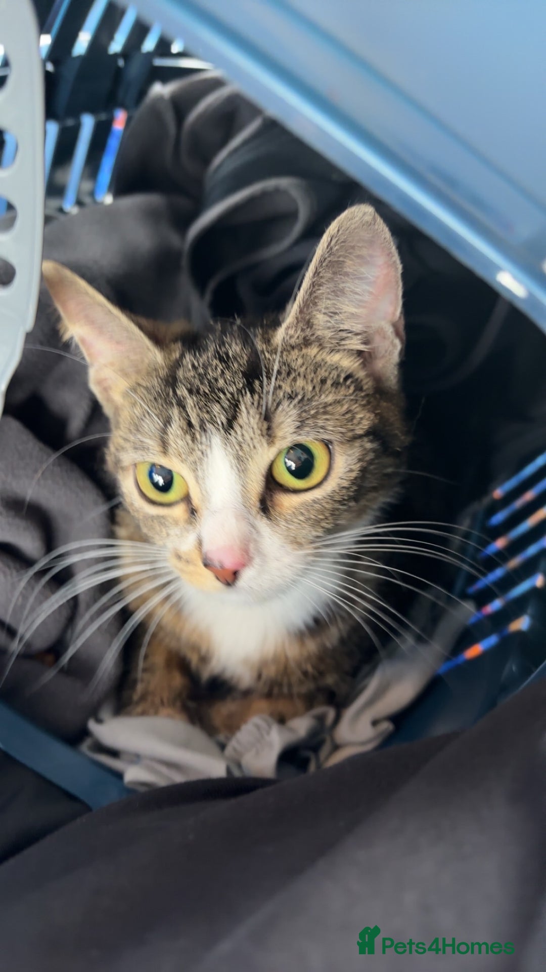 Domestic Shorthair cats for sale: Domestic shorthaird  - Image 7