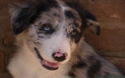 Border Collie dogs for sale: Red, and blue merle, tri, b/w collies farm reared - Image 20