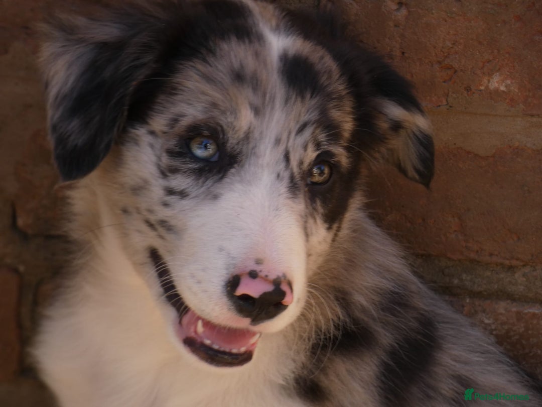 Border Collie dogs for sale: Red, and blue merle, tri, b/w collies farm reared - Image 20