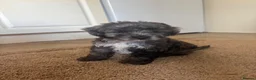 Cockapoo dogs for sale: Beautiful Healthy Puppy Ready for Loving Home - Advert 2