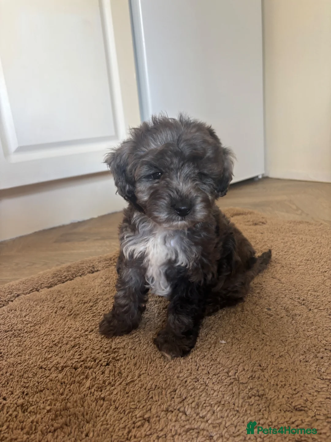 Cockapoo dogs for sale: Beautiful Healthy Puppy Ready for Loving Home - Advert 2