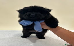 Chow Chow dogs for sale: Beautiful KC registered Chow Chow puppies  - Image 7