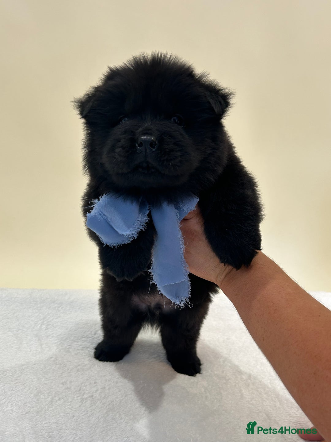 Chow Chow dogs for sale: Beautiful KC registered Chow Chow puppies  - Image 7