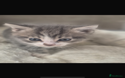 Mixed Breed cats for sale: Beautiful tabby kittens  - Image 2