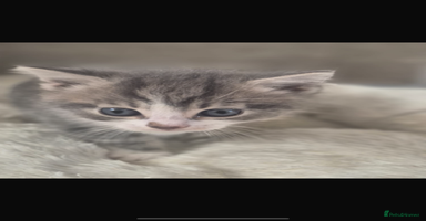 Mixed Breed cats - Advert 13