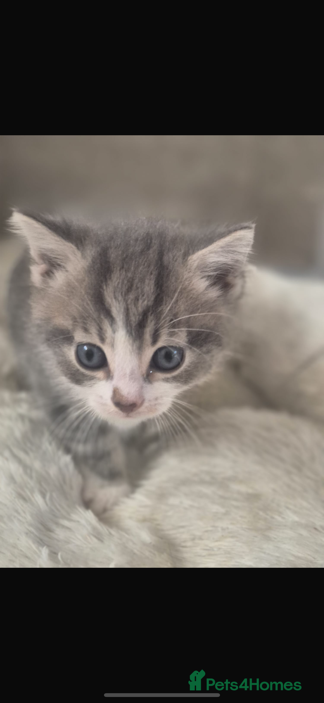 Mixed Breed cats for sale: Beautiful tabby kittens  - Image 2