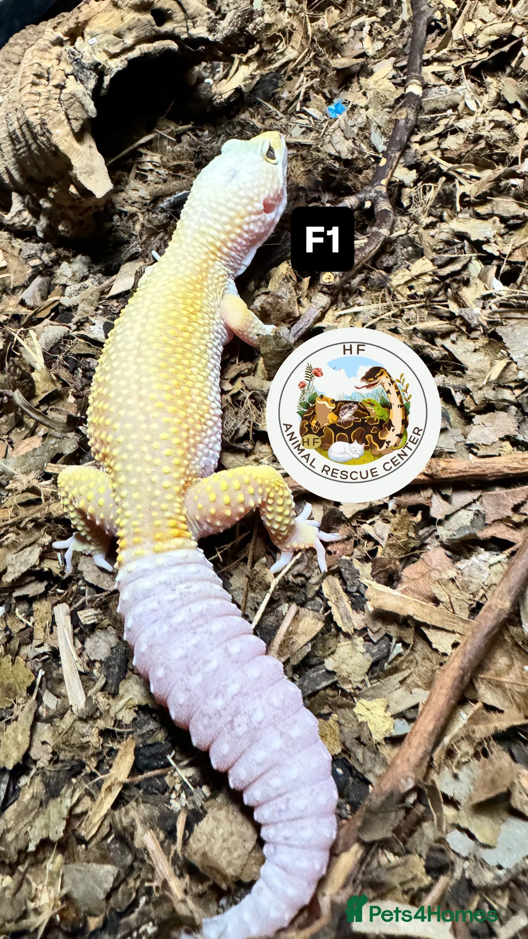 Gecko reptiles for sale: Lizards for rehome  - lot to choose from  in Nottingham - Advert 11