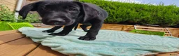 Mixed Breed dogs for sale: Red fox Labrador x Akita X GSD  in Cirencester - Advert 4