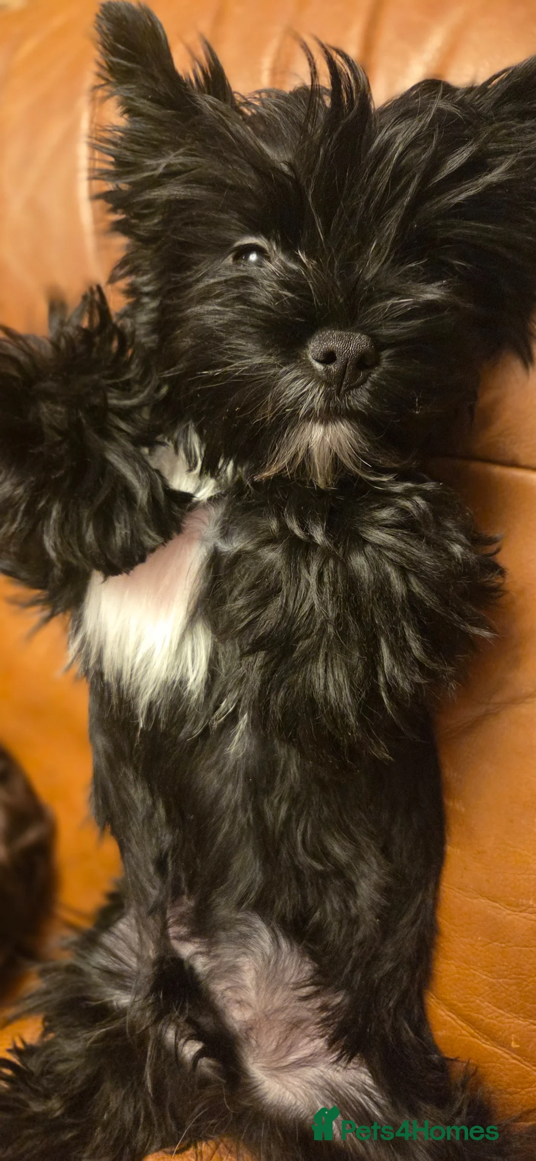 Yorkshire Terrier dogs for sale: Black Yorkie - Advert 1