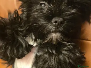 Yorkshire Terrier dogs Black Yorkie - Advert 8