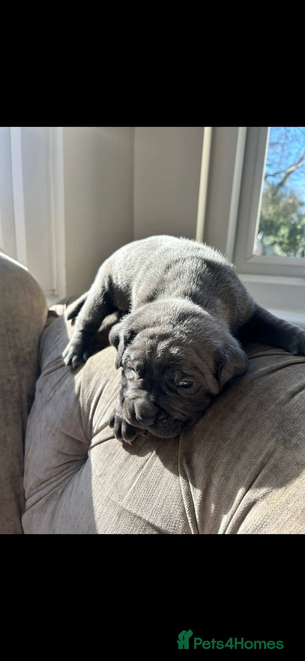 Cane Corso dogs Cane Corso Puppies – Lion Crown Kennel - Advert 11