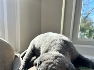 Cane Corso dogs Cane Corso Puppies – Lion Crown Kennel - Advert 11