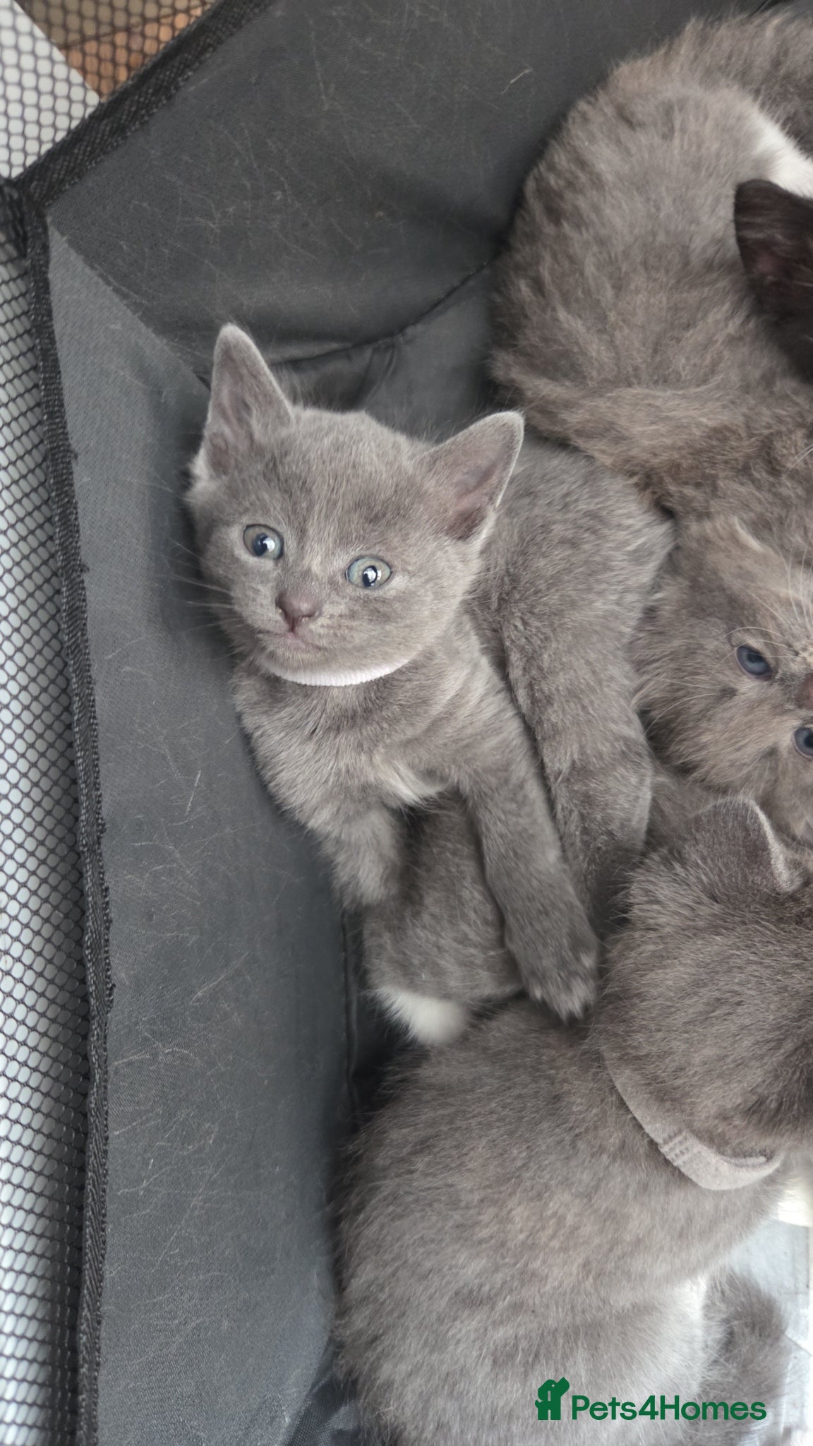 Mixed Breed cats for sale: 4 grey kittens for sale - Advert 12