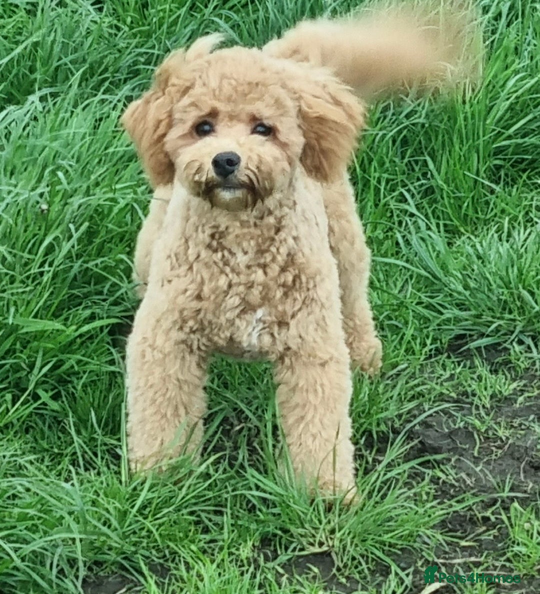 Poochon dogs for sale: Young Retired Poochon Seeking Her Forever Home  - Advert 5