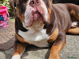 Olde English Bulldogge dogs Beautiful Male Chocolate Tri Bulldogge - Advert 7