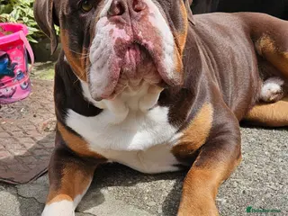 Olde English Bulldogge dogs Beautiful Male Chocolate Tri Bulldogge - Advert 3