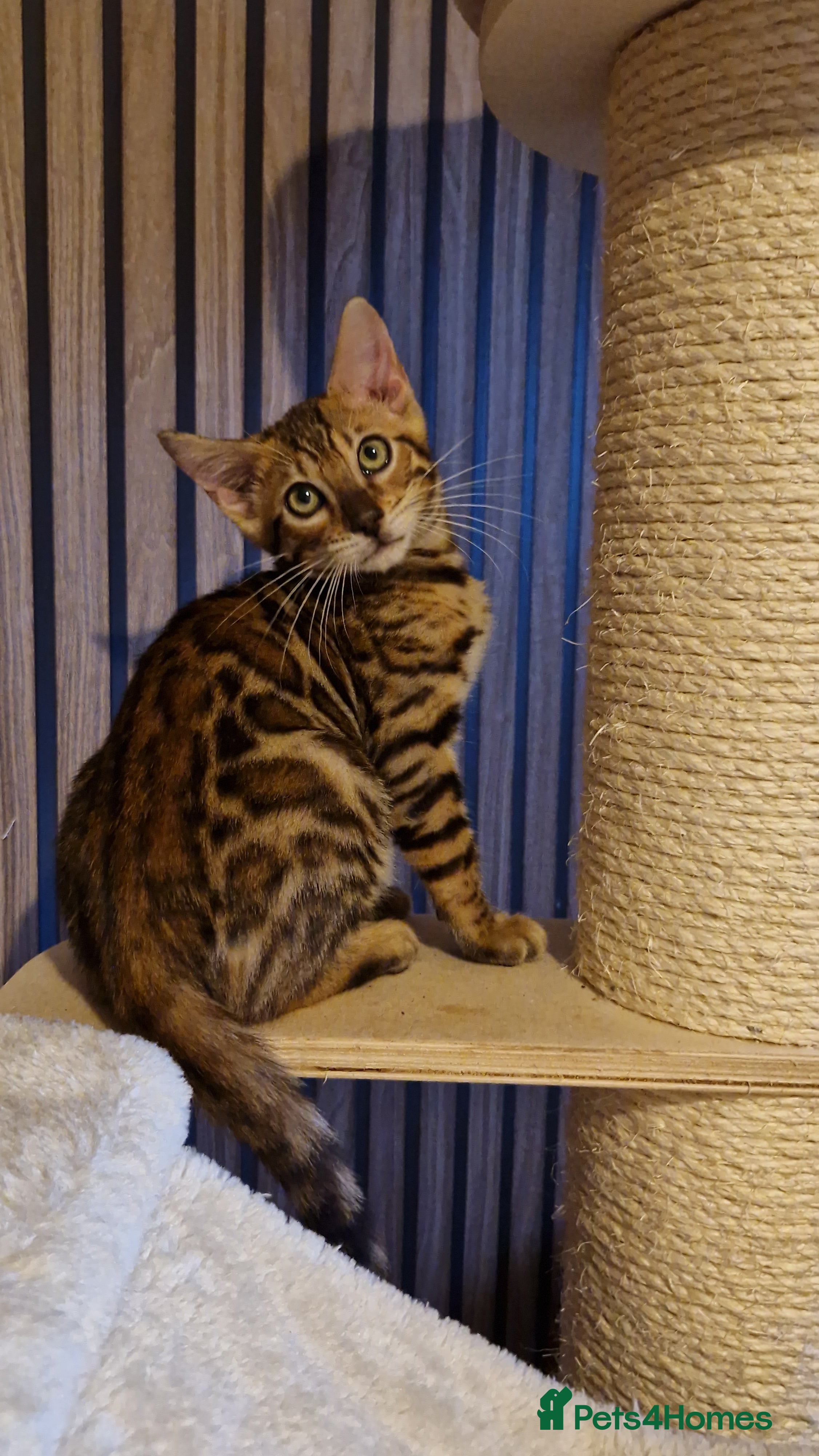 Bengal cats Beautiful kitten❤️Ready to go 😍  - Advert 4