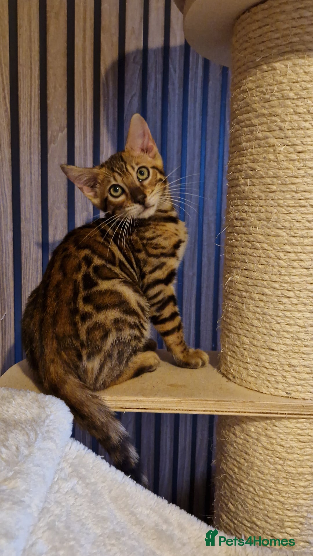 Bengal cats for sale: Beautiful kitten❤️Ready to go 😍  - Advert 1