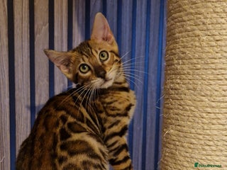 Bengal cats Beautiful kitten❤️ - Advert 1