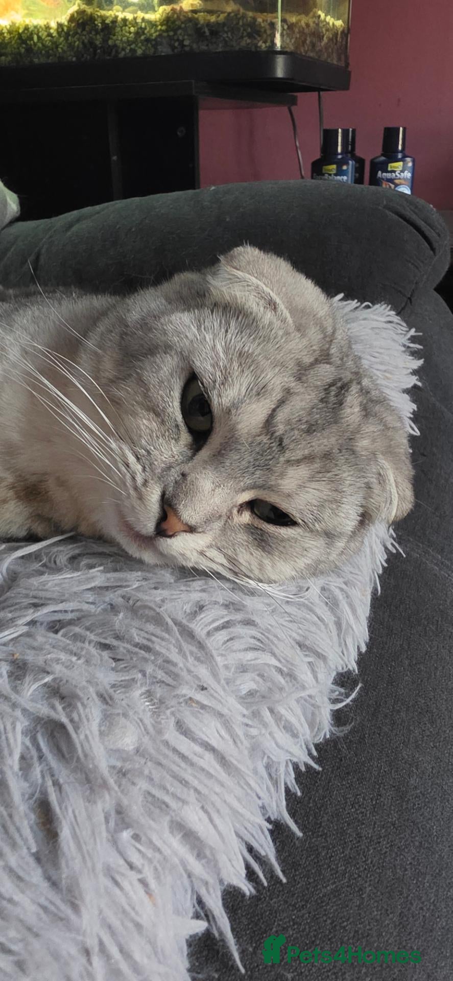 Scottish Fold cats for sale: Scottish Fold - Advert 2