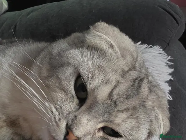 Scottish Fold cats for sale: Scottish Fold - Advert 2