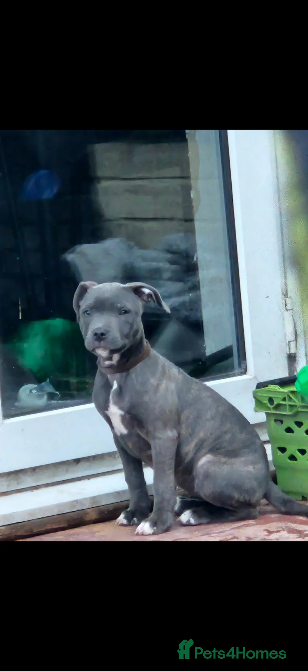 Staffordshire Bull Terrier dogs for sale: Beautiful female staffy  - Advert 2
