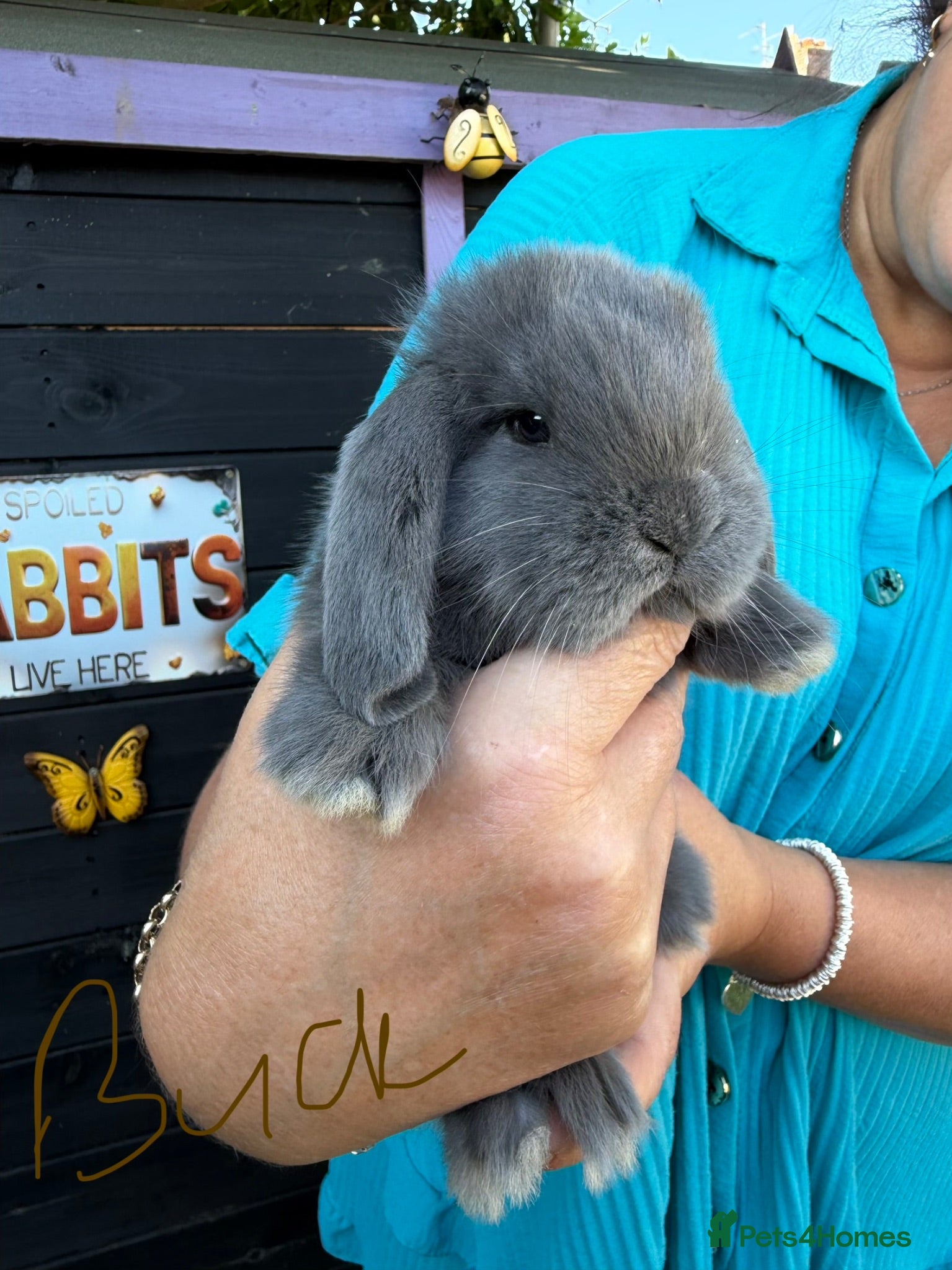 French Lop rabbits French lops  - Advert 1