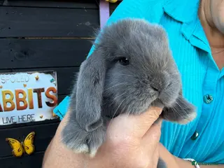 French Lop rabbits French lops - Advert 3