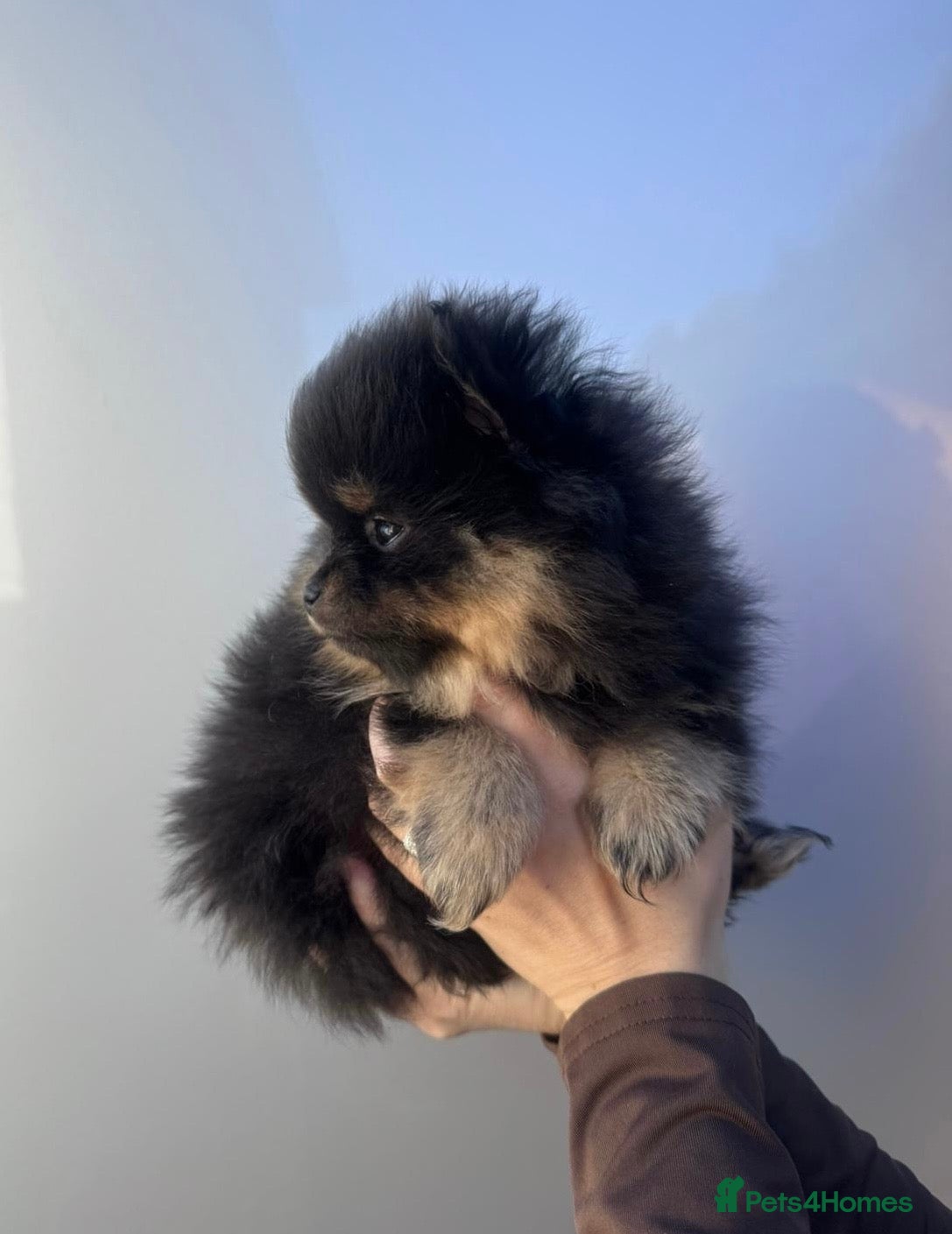 Pomeranian dogs Black and Tan Pomeranian puppies - Advert 16