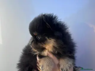 Pomeranian dogs Black and Tan Pomeranian puppies - Advert 1