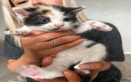 Mixed Breed cats for sale: 4 Beautiful fluffy kittens  - Image 3