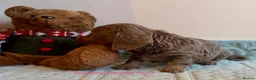 Miniature Dachshund dogs for sale: Four Beautiful Miniature Dachshund Puppies - Advert 9