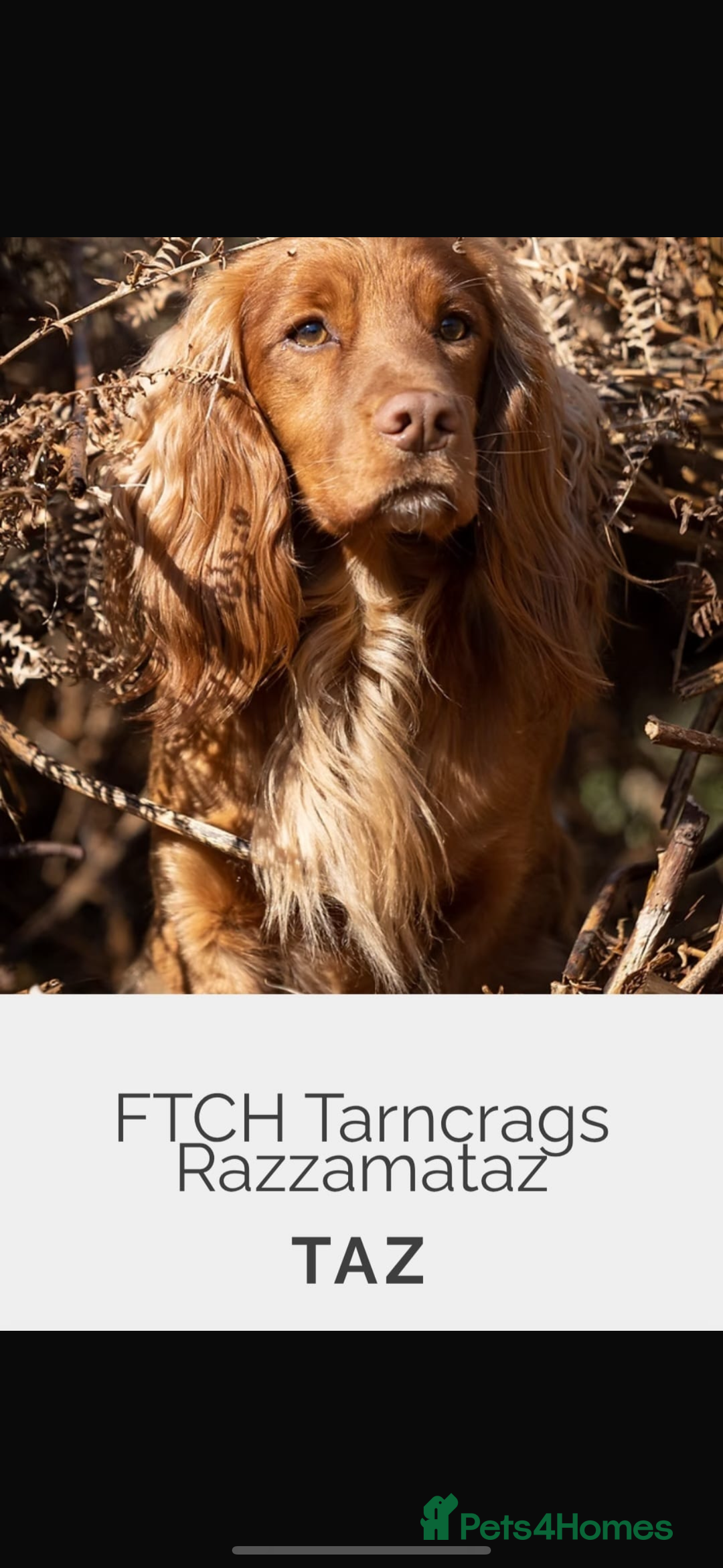 Cocker Spaniel dogs for sale: Cocker spaniels  in Beith - Image 11