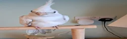 Cockatiels birds for sale: Hand reared baby cocktails ready now for they home - Advert 1