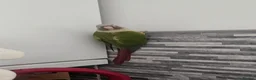 Conures birds for sale: Conure bonded male and female - Advert 2