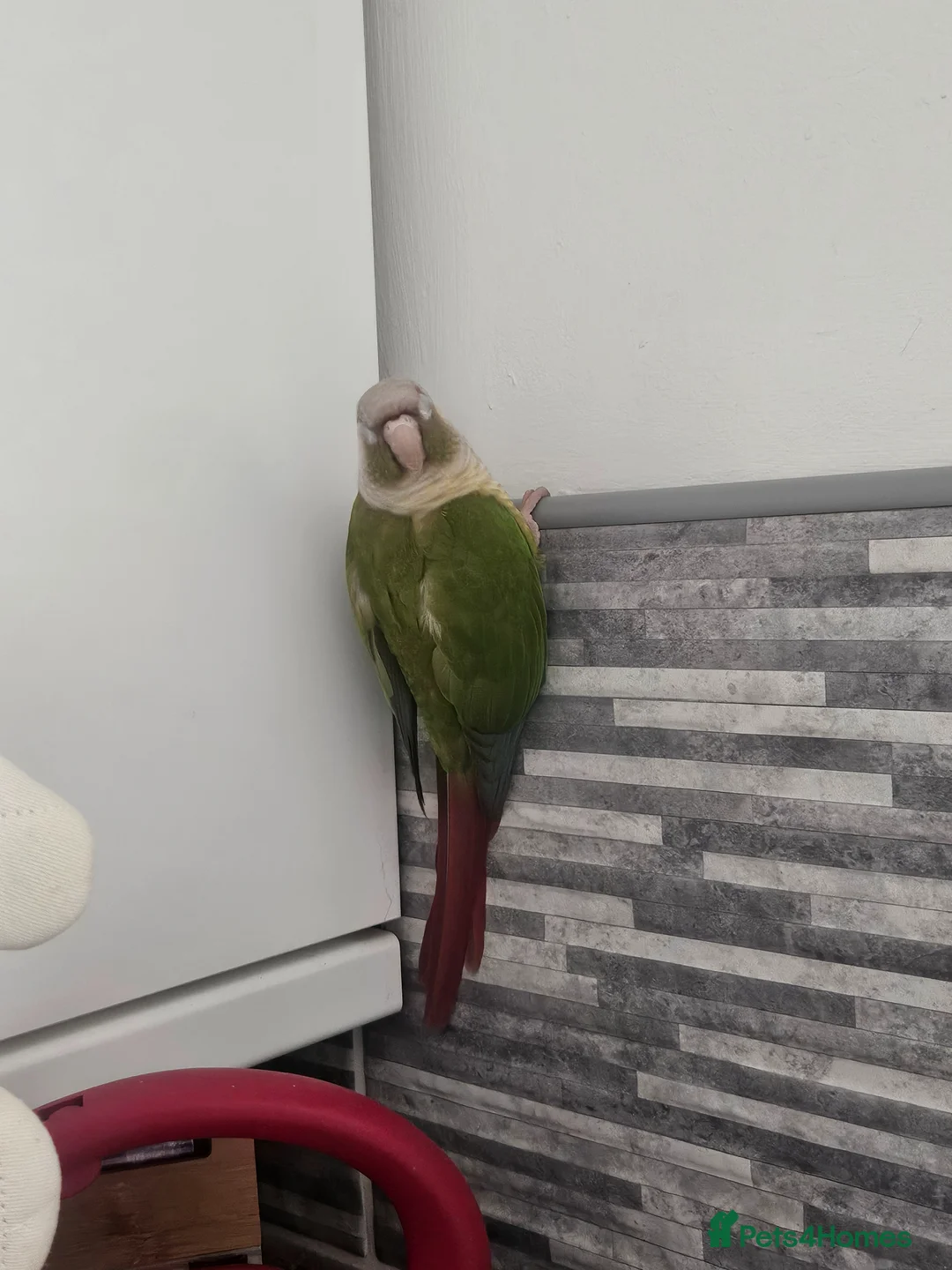 Conures birds for sale: Conure bonded male and female - Advert 2