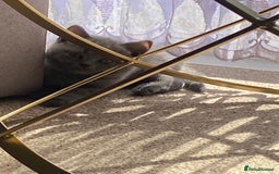 Scottish Fold cats for sale: Gorgeous Scottish Kittens - Image 6