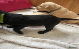 Labrador Retriever dogs for sale: Field trial working Labrador puppies  - Image 5