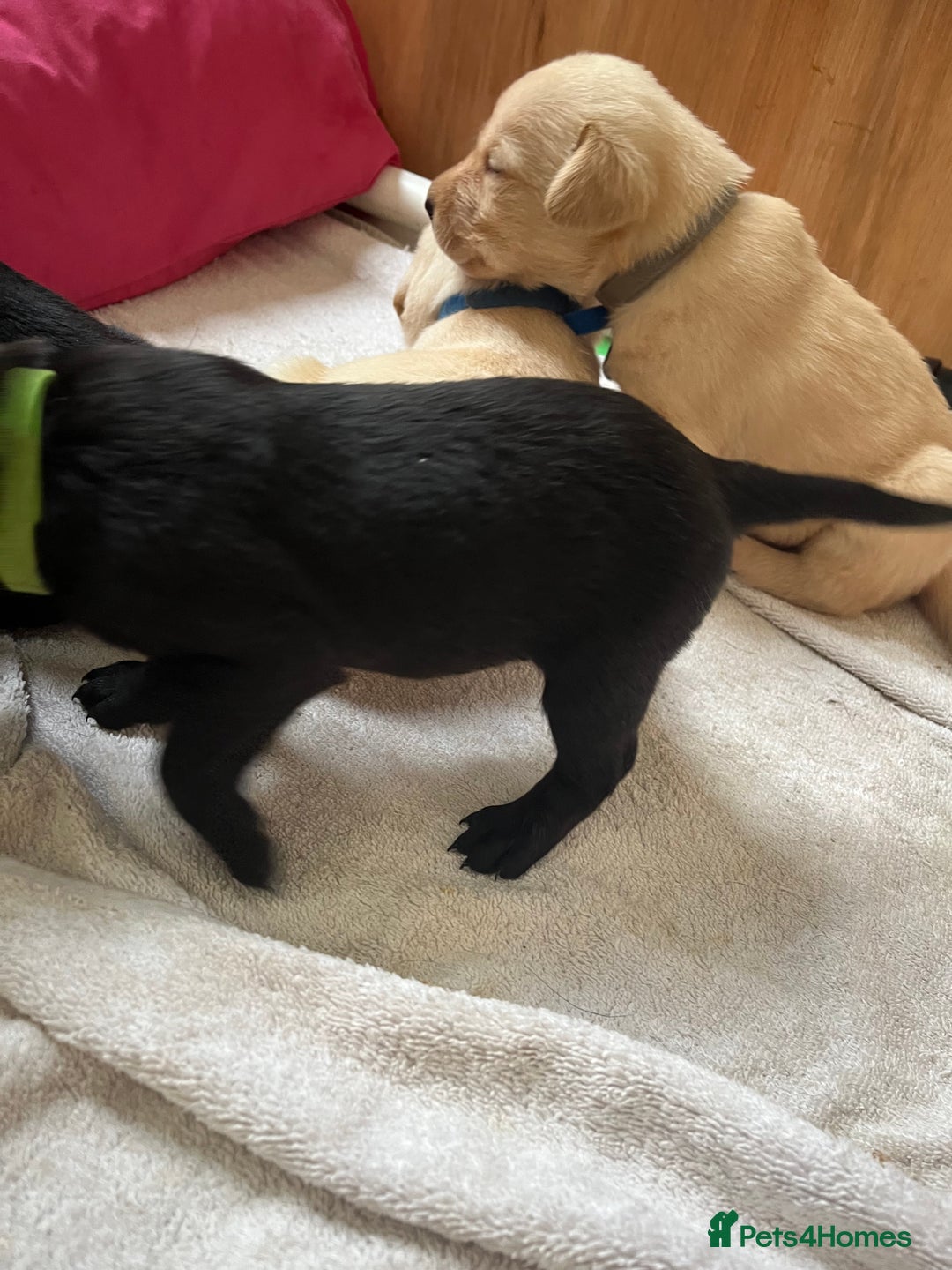 Labrador Retriever dogs for sale: Field trial working Labrador puppies  - Image 5