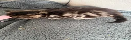 Domestic Shorthair cats for sale: Fur babies - Advert 3