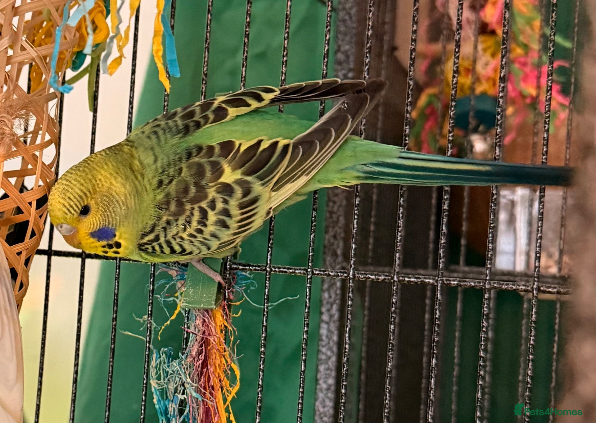 Budgerigars birds Young budgies males & females (please read ad)   - Advert 2