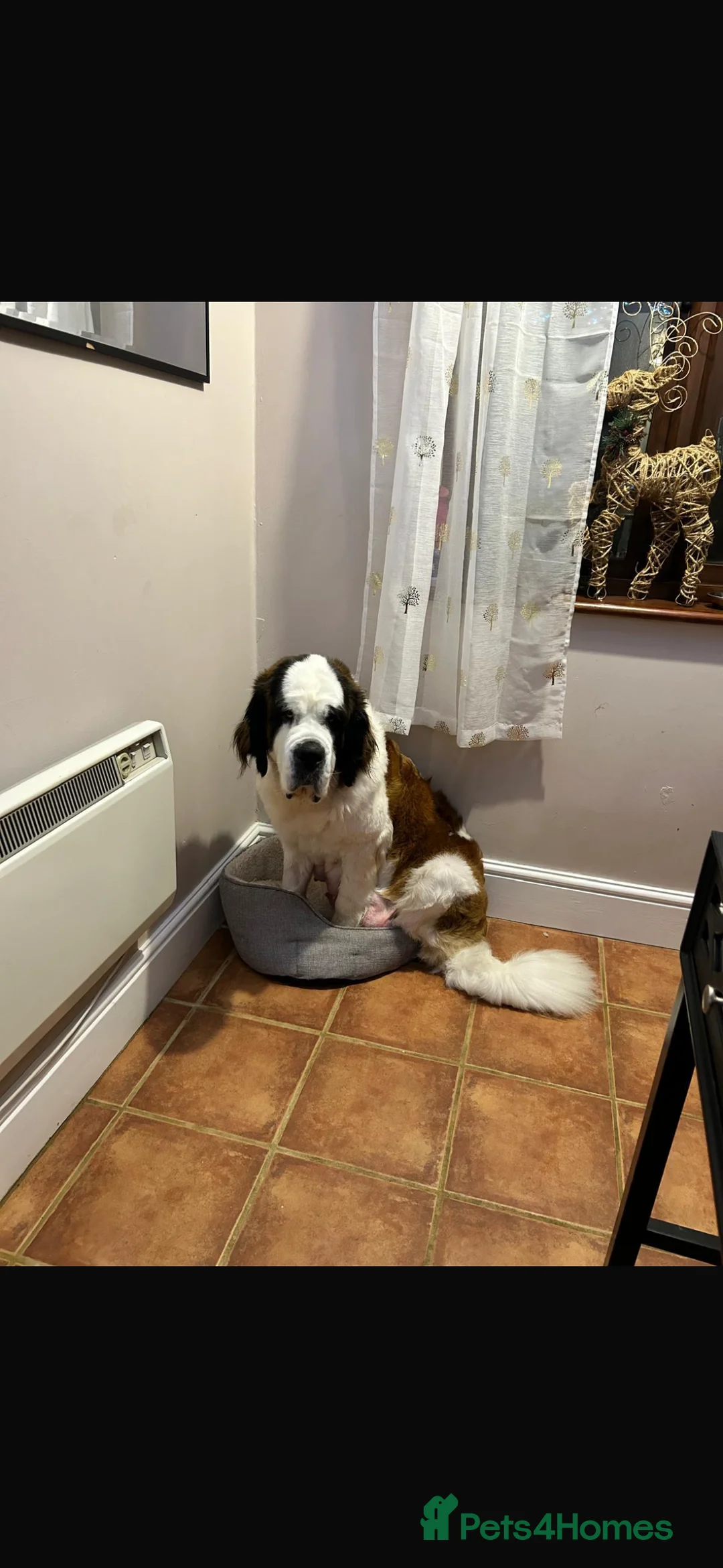 Saint Bernard dogs for sale: Heidi - St Bernard  - Advert 5